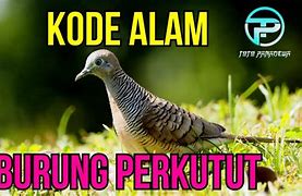 Mimpi Dapat Burung Pentet Togel